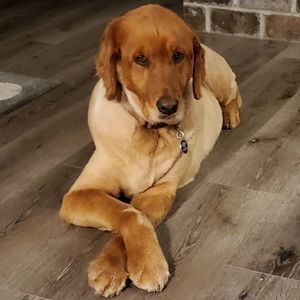 Meet your Posher, Dolores